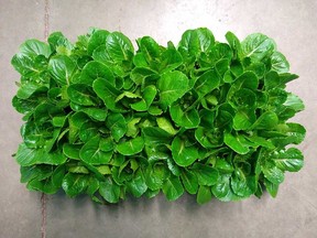 Transgenic lettuce