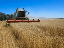 A harvester at work in the Khmelnytskyi region of Ukraine. Russia and Ukraine account for about 28 per cent of the world's wheat exports.