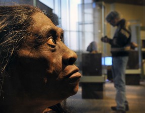The Smithsonian Museum of Natural History in Washington, D.C. displays a sculpted model of H. Floresiensis, with its creator, artist John Gurche, who spent two years creating eight busts for the museum.
