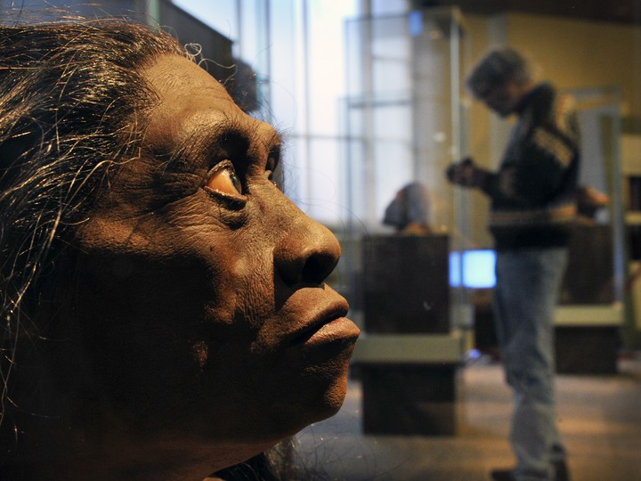  The Smithsonian Museum of Natural History in Washington, D.C. displays a sculpted model of H. Floresiensis, with its creator, artist John Gurche, who spent two years creating eight busts for the museum.