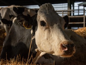 Luma is ready for her closeup in Andrea Arnold's documentary Cow.