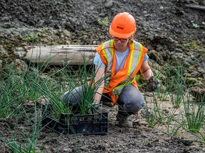 Die restlichen Samen wurden geerntet und im nahe gelegenen Tommy Thompson Park gepflanzt.