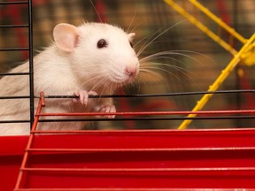 “We found that only rats treated with full-spectrum cannabis extract exhibited behavioural changes,” authors note in the study.