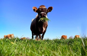 Cows possess nutritional wisdom