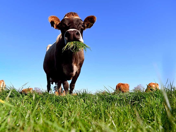  “Animals are quite sophisticated,” says Toronto-based author Mark Schatzker. “Cows just don’t mindlessly munch on plants. They’re very picky.”