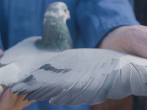 Athletes with wings? An image from the documentary Million Dollar Pigeons, about avian racing.