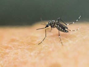 In this file photo taken on January 25, 2016 an Aedes Aegypti mosquito, which transmits the Zika, Chikungunya, Dengue and Yellow Fever viruses, is photographed on human skin in a lab of the International Training and Medical Research Training Center (CIDEIM) in Cali, Colombia.