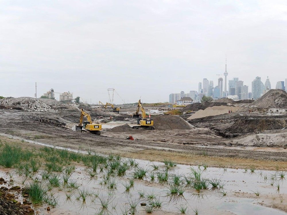 Century old seeds sprout again in Toronto's Port Lands | Edmonton Sun