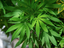 Image for representation. The man told the court his cannabis use escalated after his mother died and so he began growing the plant to both feed his habit and cover the funeral costs. / PHOTO BY CLAUDIO CRUZ/AFP VIA GETTY IMAGES