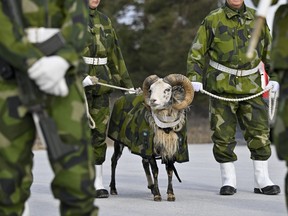 The mascot of the Swedish Army’s Gotland Regiment, a ram called Harald the Sixth, on the parade ground at their base near Visby, Sweden, on Friday, March 25, 2022.