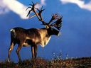 Umweltminister Steven Guilbeault sagte, er werde dem Kabinett Trudeau empfehlen, ein Dekret zu erlassen, das Teile des Lebensraums der Tiere auf dem Territorium von Quebec schützt, unabhängig von den Einwänden der Provinz, wenn seine Frist nicht eingehalten wird.
