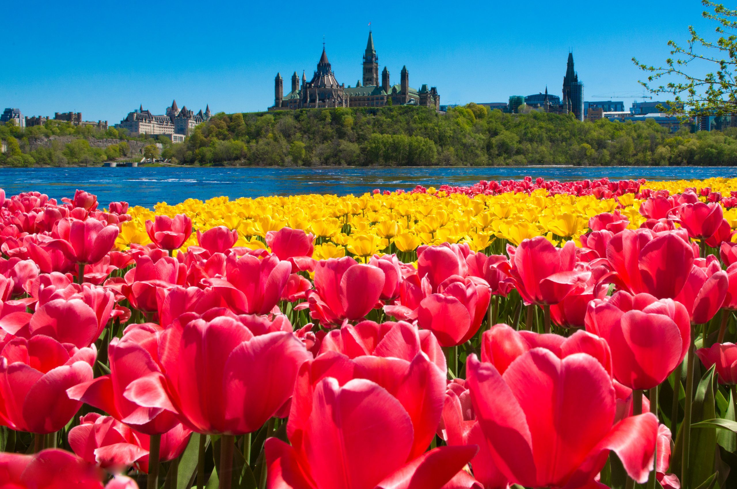 Yellow Red Tulips Parliament Hill In Distance Photographer Neil Robertson Scaled 