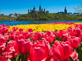 One million tulips are planted across Ottawa for the festival, which takes place from May 13 to 23. Photo by Neil Robertson.