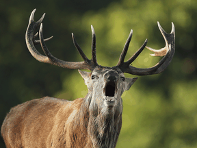 A red deer stag. Clinics that sell antler blood baths claim that the practice bestows various health benefits — including "male potency," according to one clinic.
