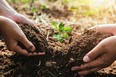 hand mother and child helping planting small tree in garden