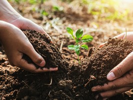 hand mother and child helping planting small tree in garden