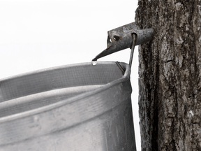 Saft tropft aus einem Ahornbaum in einen Eimer in Sainte-Clotilde, Quebec.