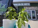 Marihuana-Pflanzen außerhalb der Cannabis-Ausgabestelle Smoke on the Water in Tyendinaga im Mohawk-Territorium, außerhalb von Belleville, Ontario.