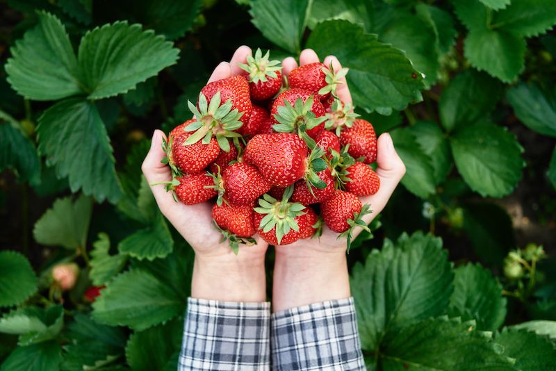 Strawberries top the 'Dirty Dozen' list for the seventh year in a row