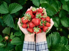 Closeup of woman hands holding freshly picked strawberries in garden