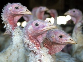 Turkeys are pictured at a farm near Sauk Centre, Minn., on Nov. 2, 2005. The Canadian Food Inspection Agency has confirmed the presence of highly pathogenic avian influenza in a small flock of poultry in Richmond, B.C.