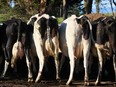 New Zealand says Canada signed a trade agreement with a promise to approve a regular quota of imported N.Z. dairy, but was now simply refusing to grant the quota.