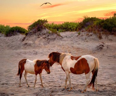 Assateague-Island-National-Seashore-Horses-@vanlife.usa-Instagram-full