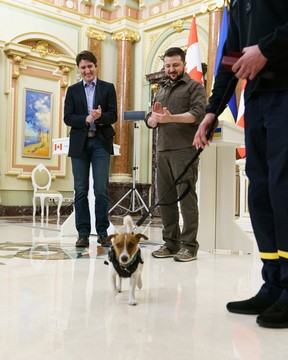 Einer der weniger bekannten Aspekte des Besuchs von Premierminister Justin Trudeau in der Ukraine ist, dass er half, einem Hund eine Medaille zu verleihen.  Dem Jack-Russell-Terrier Patron wird zugeschrieben, seit Beginn der russischen Invasion in der Ukraine im Februar mehr als 200 Sprengstoffe aufgespürt zu haben.