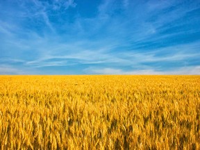 Ukrainian roots of Canadian grain