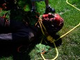 Activists topple a statue of Sir John A. Macdonald in Hamilton, Ont., in 2021.