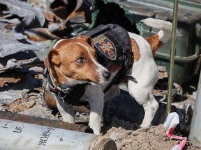 A dog named Patron (cartridge) and trained to search for explosives is seen at an airfield, as Russia's attack on Ukraine continues, in the town of Hostomel, in Kyiv region, Ukraine May 5, 2022.