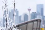 Calgary skyline is seen behind a frost-covered branch as a fog advisory has been issued for Calgary and central and southern Alberta on Wednesday, March 2, 2022. Azin Ghaffari/Postmedia