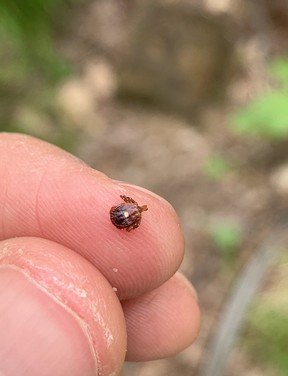 Photo of lone star tick submitted to etick.ca