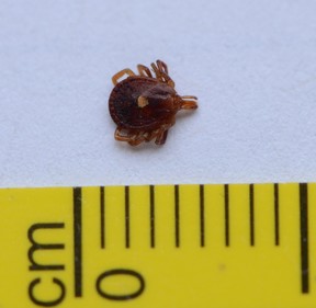 Photo of lone star tick submitted to etick.ca