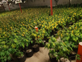 OPP bust in Renfew, Ont. reveals cannabis grow with about 7,600 plants. / PHOTO BY ONTARIO PROVINCIAL POLICE, TWITTER