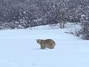 A polar bear roams a field in Madeline-Centre, Quebec, Canada, on April 30, 2022.