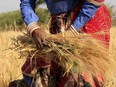 An Indian farmer harvests wheat crop in the outskirts of Ajmer in the Indian state of Rajasthan on February 24, 2018.
