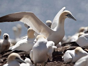 Gannets are shown on their nesting grounds Wednesday, July 25, 2012, on Île Bonaventure in Quebec. Thousands of white gannet carcasses with black-tipped wings have been laying on the shorelines of Quebec's Îles-de-la-Madeleine over the last two weeks, as cases of bird flu continue to spread.