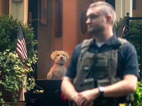 A dog watches from the home of Supreme Court Justice Brett Kavanaugh as protesters march past on June 8, 2022 in Chevy Chase, Maryland.