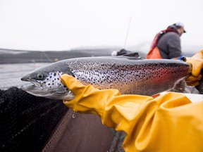 An Atlantic salmon is seen during a Department of Fisheries and Oceans fish health audit at the Okisollo fish farm near Campbell River, B.C. Wednesday, Oct. 31, 2018. The executive director of British Columbia's salmon farmers association says a formalized consultation process for the future of the industry is welcome after several years of "ad hoc" discussions stemming from the Liberal government's pledge in 2019 to end open-net pen salmon aquaculture off B.C.'s coast.&ampnbsp;THE CANADIAN PRESS /Jonathan Hayward