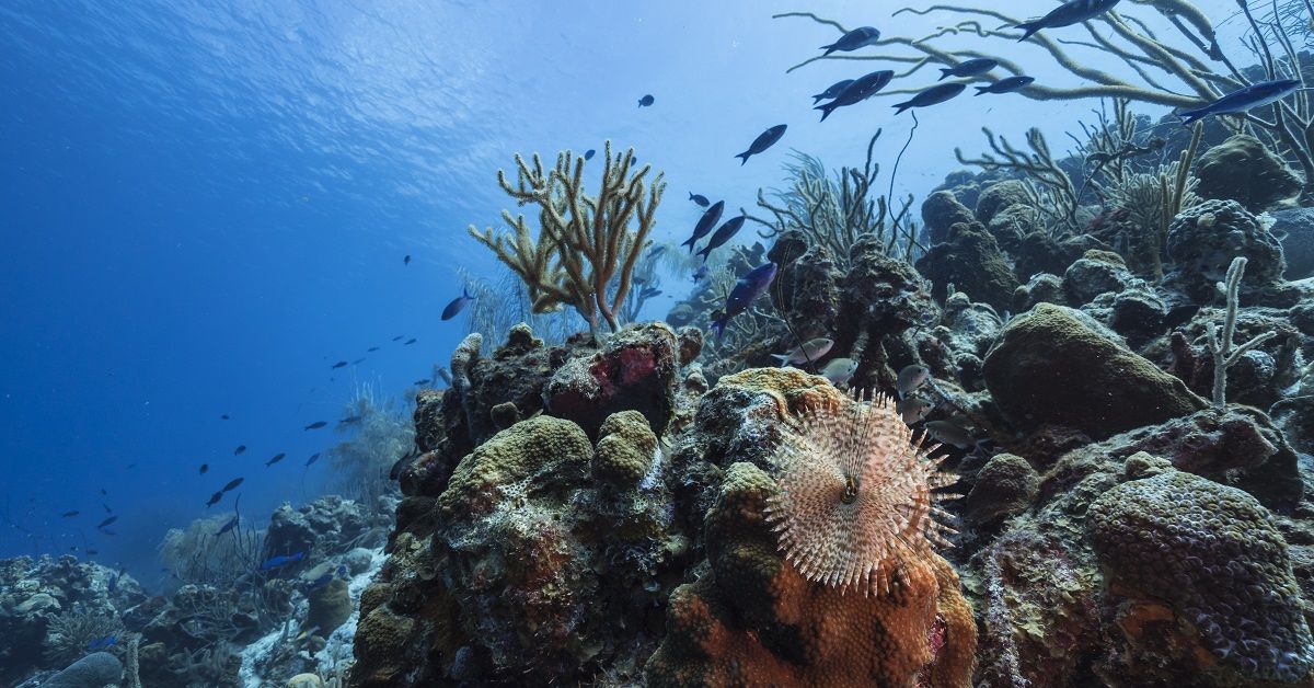 Oceans are home to up to 10 million marine species. SUPPLIED