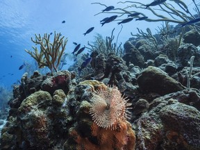 Oceans are home to up to 10 million marine species. SUPPLIED