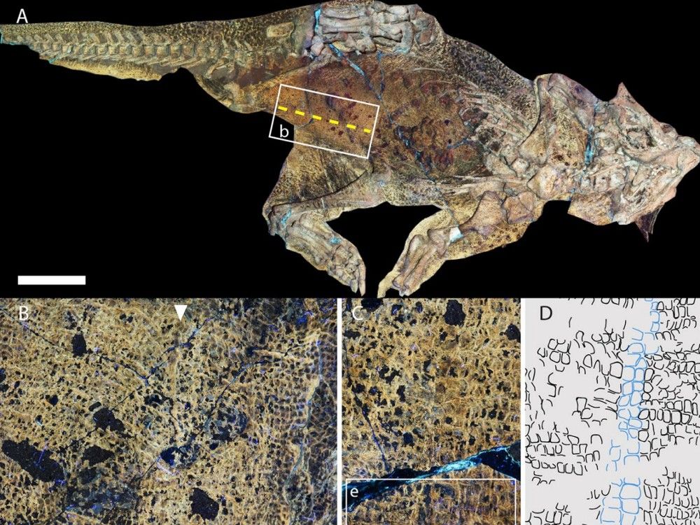 Científicos han descubierto el ombligo más antiguo del mundo en un fósil de dinosaurio