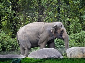 FILE - Bronx Zoo elephant "Happy" strolls inside the zoo's Asia Habitat in New York on Oct. 2, 2018. New York's top court on Tuesday, June 14, 2022, rejected an effort to free Happy the elephant from the Bronx Zoo, ruling that she does not meet the definition of "person" who is being illegally confined.