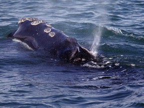 FILE - A North Atlantic right whale feeds on the surface of Cape Cod bay off the coast of Plymouth, Mass., March 28, 2018. The federal government is close to releasing new rules that the shipping industry might have to comply with to help protect a vanishing species of whale.
