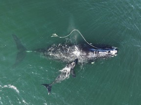 FILE - In this photo provided by the Georgia Department of Natural Resources, an endangered North Atlantic right whale entangled in fishing rope is sighted on Dec. 2, 2021, with a newborn calf in waters near Cumberland Island, Ga. The federal government released data on Tuesday, June 28, 2022, that said entanglements of whales in fishing gear declined in 2020, but the entanglements remained a dangerous threat to endangered species such as the North Atlantic right whale. (Georgia Department of Natural Resources/NOAA Permit via AP, File)