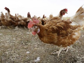 FILE - Chickens walk in a fenced pasture at an organic farm near Waukon, Iowa on Oct. 21, 2015. The bird flu outbreak that led to the deaths of millions of chickens and turkeys in the U.S. in 2022 appears to finally be waning, but experts caution the virus hasn't disappeared and another surge in cases is possible this fall.