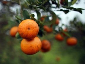 Die Orangenproduktion in Florida ist auf dem niedrigsten Stand seit den 1940er Jahren.