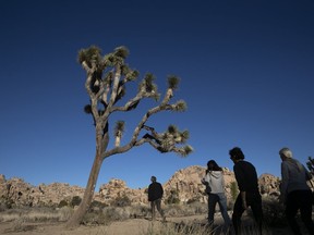 FILE - In this Jan. 10, 2019 photo, people visit Joshua Tree National Park in Southern California's Mojave Desert. The popular trail to the Fortynine Palms Oasis in Joshua Tree National Park has been temporarily closed so that bighorn sheep can have undisturbed access to the water. The National Park Service says the park is under extreme drought conditions and herds in the area are increasingly reliant on the oasis spring to survive the hot summer months.