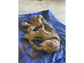 A mummified baby woolly mammoth is seen in an undated handout photo. The Yukon government said that the animal, found within Trʼondek Hwechʼin Traditional Territory earlier this week, is the most complete and best preserved mammoth found in North America to date.